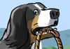 Apples