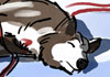 Marco Schaaf Illustrarton Huskies
